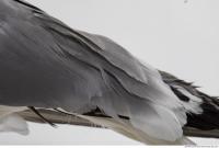 animal skin feathers seagull 0007